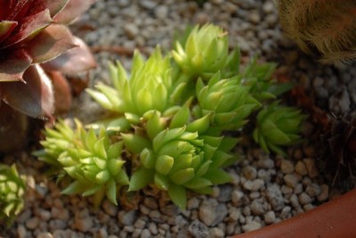 Sempervivum13 004yy.jpg