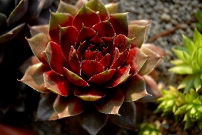 Sempervivum13 002yy.jpg