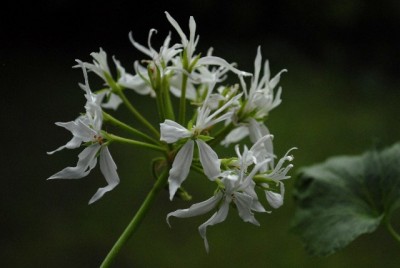Pellis2013 086yy.jpg