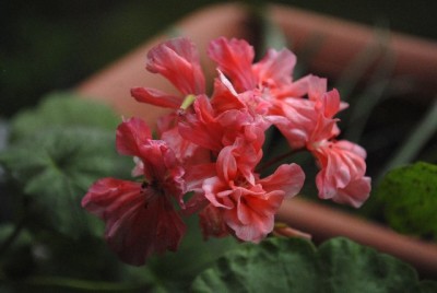 Pellis2013 085yy.jpg