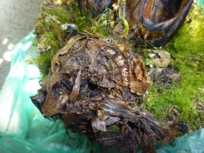 P10d30009.JPG