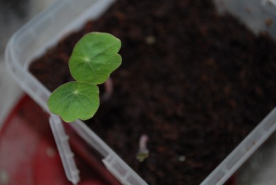 Balkon2013 089yy.jpg