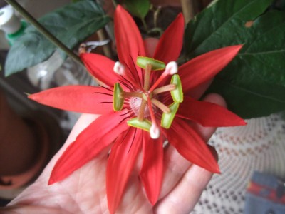 DSCF9835.JPG