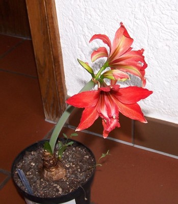 2013-05-05 - Pflanzen 004.jpg