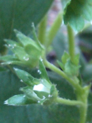IMG_20130508_183215.jpg
