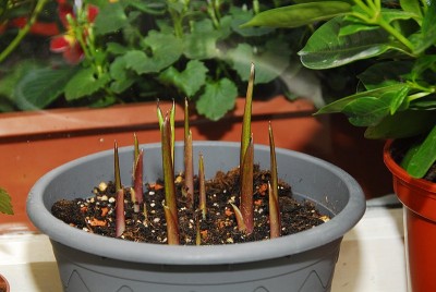 dsc_9853_Zantedeschia_schwarz.jpg