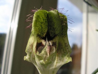 ceropegia2.jpg