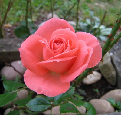 IMG_0507.JPG