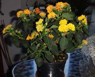 Wandelröschen orange.jpg
