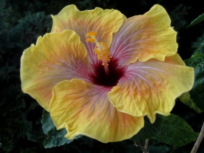 DSC06014 Jolanda Gommer 1000px.jpg