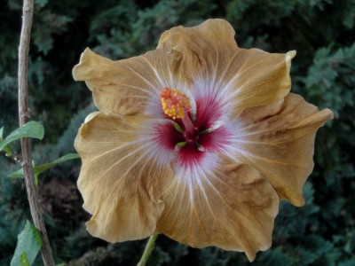 DSC05992 M Diamond Star 1000px.jpg