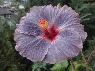 DSC06024 Moorea Ninamu 1000px.jpg