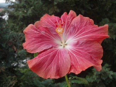 Gator x Cherry Sämling 2.jpg