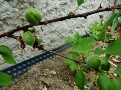 P1040686 (1024x767).jpg