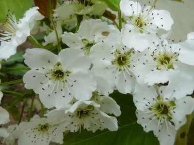 P1040644 (1024x768).jpg