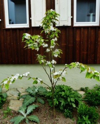 P1040643 (828x1024).jpg