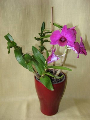 Orchidee.JPG