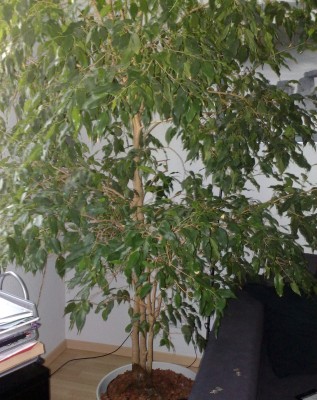 Alter Ficus Benjamina (Hydrokultur) Schimmel am Stamm? ·  Pflanzenkrankheiten & Schädlinge · GREEN24 Pflanzen & Garten Forum