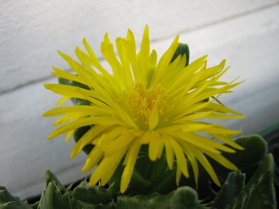 IMG_2998 Faucaria tigrina.JPG