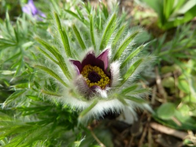 13-05-08-pulsatilla.JPG