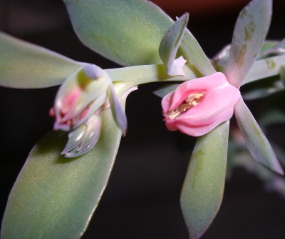 Echiverie Red Trumys Hibride (3).JPG