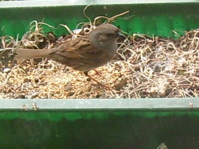 Prunella modularis.JPG