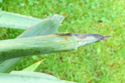 Yucca II.jpg