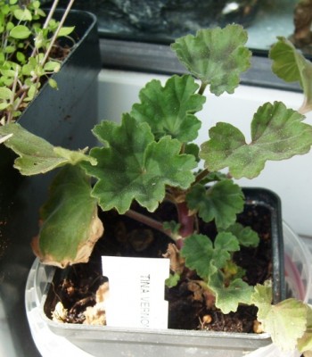 Pelargonium Tina Vernon.JPG