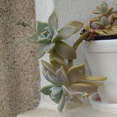 Graptopetalum.JPG