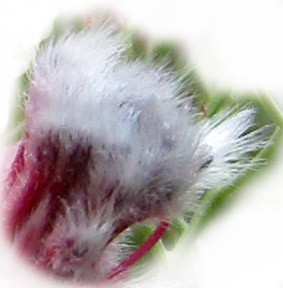 Mairätsel_8314.jpg