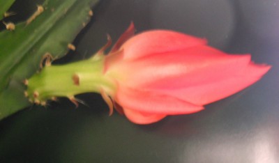 Epi ohne Namen 09.05.13.jpg