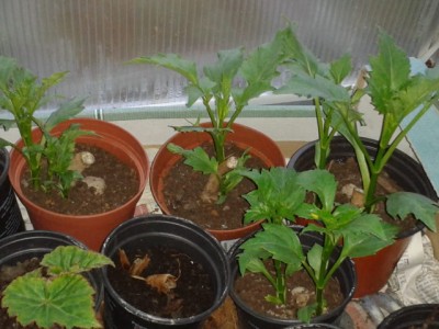 2013-05-09 20.35.59.jpg