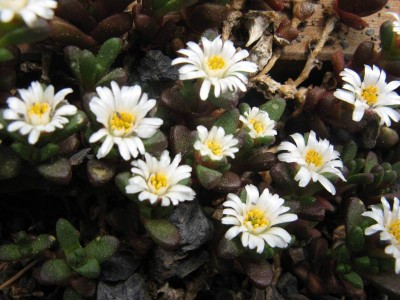 Delosperma alpinum Sani Pass_130509_02.JPG