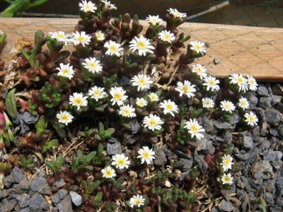 Delosperma alpinum Sani Pass_130509_01.JPG