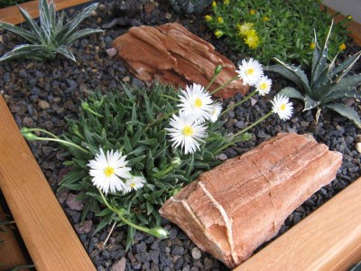 Bergeranthus jamesii var. albiflora_130509.JPG