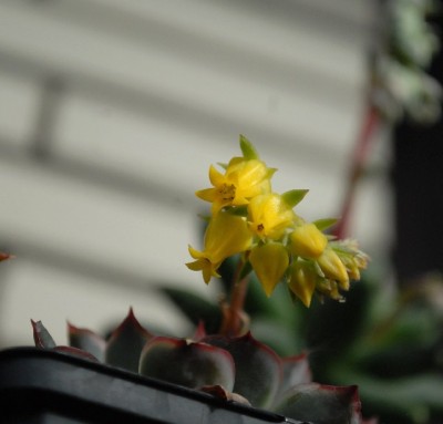 Balkon2013 100yy.jpg