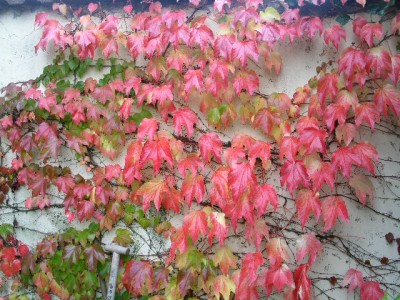 PICT0382.JPG