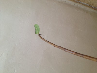 Foto-2 (2).JPG