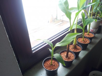Banane4.JPG