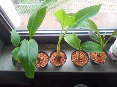 Banane3.JPG