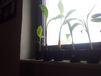 Banane 2.JPG