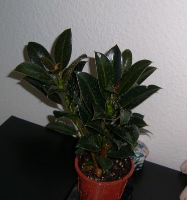 Ficus.JPG
