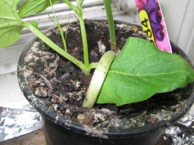 Mai 2013 03 002.JPG