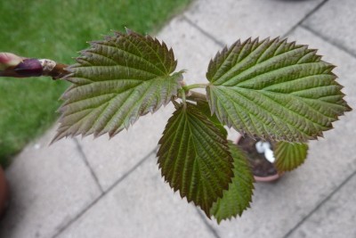 P1050155.JPG