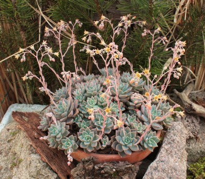 Graptoveria ´Pik Ruz´ 2009-182 (4).jpg