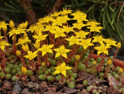 Sedum humifusum 2010-276 (5).jpg