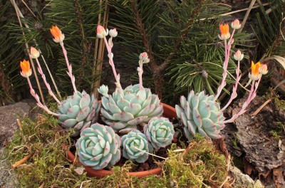 Echeveria derenbergii 2009-38 (5).jpg