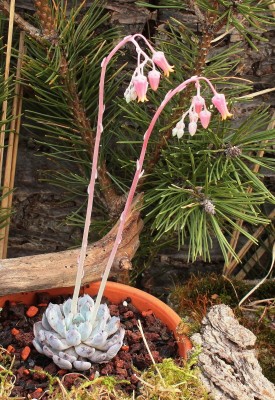 Echeveria cuspidata var. gemmula 2011-50 (6a).jpg