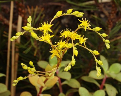 Sedum hultenii 2010-112 (5).jpg