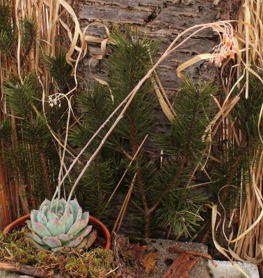 Echeveria colorata 1997-2 (1).jpg